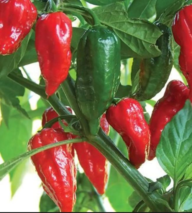 High%20quality%20Naga%20Bombay%20Chili%20Seeds%2030%20pcs%20-%20Green%20-%20Image%203