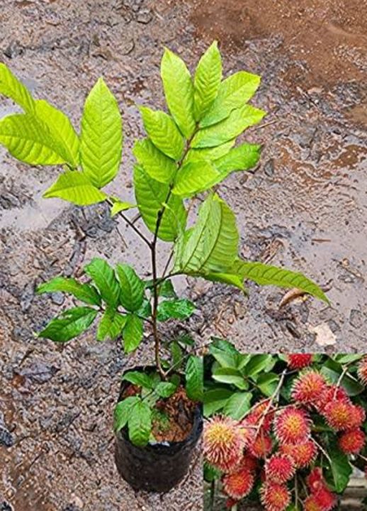 Rambutan tree The one of the largest cultivars in Asia