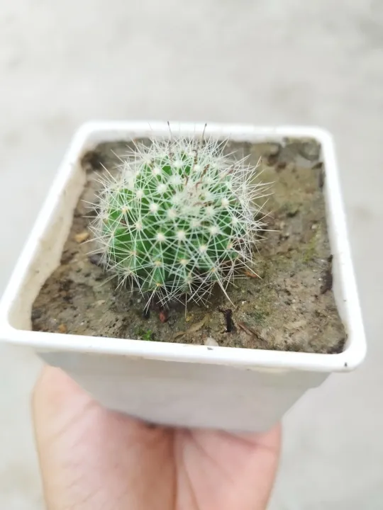 Mini%20cactus%20houseplant%20outdoor%20plant%20with%20tob%20and%20soil%201%20piece%20-%20Image%202