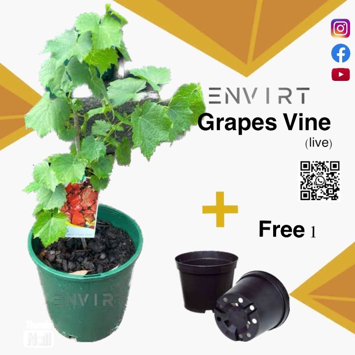 Imported Red ruby Grape Vine plant with pot | grapes vine | ( Not seeds) Real | Plant Parlour