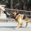 Training dogs to use coarse jute chew sticks to pick up molars, dog chew sticks, German shepherd dog chew pillows. 