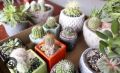 Live Cactus plant | 100% Original cactus mini plant | Original not fake or artificial | Real Cactus | Cactus with pot with fertilizer rait | Cute cactus real plant | Real product size 5 to 6 inches | Fresh stock of cactus | attractive cactus live plant. 