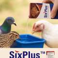 Six Plus – Antifungal & Mycotoxin Binder Oral Solution (100ml). 