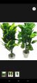 1 pc 3 feet floor plant with pot for your home decor. 
