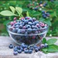 Thai Blueberry Fruit Bonsai Tree Seeds - 10+ Pcs Seeds.