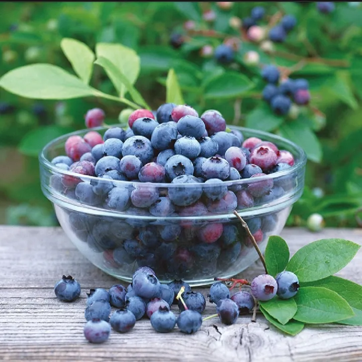 Thai%20Blueberry%20Fruit%20Bonsai%20Tree%20Seeds%20-%2010+%20Pcs%20Seeds%20-%20Image%204