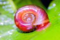 12 live Ramshorn snails for aquarium decoration and cleaning. 