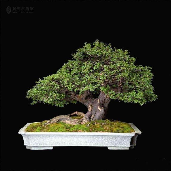 30%20seeds/sachets,%20dwarf%20trees,%20Japanese%20Pinus%20parviflora%20seeds,%20auspicious%20tree,%20pine%20leaf,%20flower%20seeds,%20pine%20tree,%20Dragon,%20bonsai,%20Japanese%20pine%20tree,%20tiered%20tree,%20bonsai,%20juniper%20tree%20-%20Image%2010