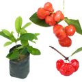Deshiya Rathu jambu plant Sri Lankan red rose apple plant. 