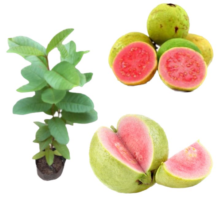 Rose%20guava%20plant%20rosa%20pera%20pala%20-%20Image%205