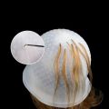 2Pcs/set Hairdressing Hair Dyeing Caps With Metal Hooks Professional Barber Silicone Hair Dye Cap Barbershop Salon Styling Tools. 