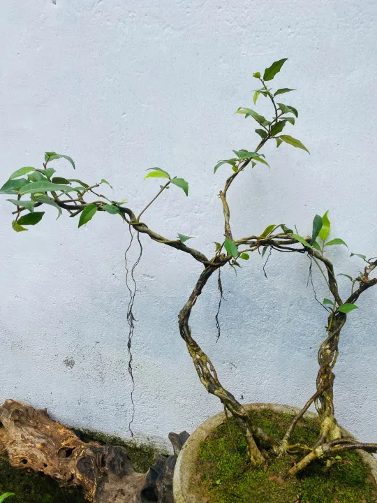 Bonsai%20Natural%20living%20%20plant%20ficus%20benjamina%20-%20Image%205