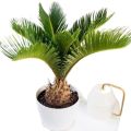 Cycus Palm / Kangi Palm Live Plant. 