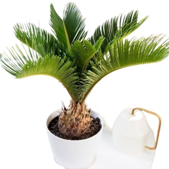 Cycus Palm / Kangi Palm Live Plant