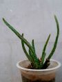Aloe vera plant. 