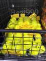 Standard tennis ball (3/pack), tennis ball, tennis ball, standard tennis ball, tossing ball, tennis ball, tennis ball. 