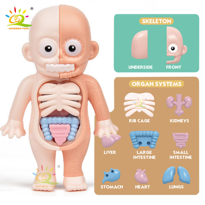 HUIQIBAO Kid Montessori 3D Puzzle Human Body Anatomy Model Educational ...