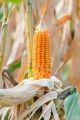 crushed corn 500g(makai ka dalya) for Birds, Budgies, Lovebirds & Parrots(Dry&organic). 