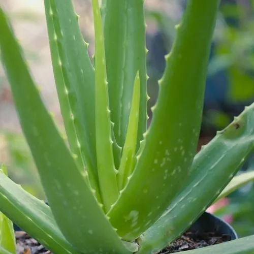 Aloe%20Vera%20powder%20100%20gm%20-%20%E0%A6%8F%E0%A6%B2%E0%A7%8B%E0%A6%AD%E0%A7%87%E0%A6%B0%E0%A6%BE%20%E0%A6%97%E0%A7%81%E0%A7%9C%E0%A6%BE%20/%E0%A6%98%E0%A7%83%E0%A6%A4%E0%A6%95%E0%A7%81%E0%A6%AE%E0%A6%BE%E0%A6%B0%E0%A7%80%20%E0%A6%97%E0%A7%81%E0%A7%9C%E0%A6%BE%20-%20Aloe%20Vera%20Powder%20for%20Hair%20Growth%20and%20Skin%20Care%20-%20Image%205