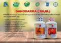 DXN GANOCELIUM (GL POWDER 80g) (

RGPOWDER 80g. 