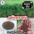 Premium quality nepier grass seeds / hybrid seeds 6000+ pis. 