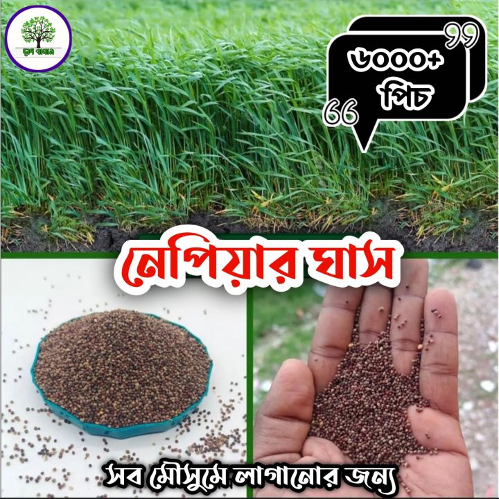 Premium%20quality%20nepier%20grass%20seeds%20/%20hybrid%20seeds%206000+%20pis%20-%20Image%204