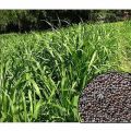 Premium quality nepier grass seeds / hybrid seeds 6000+ pis. 