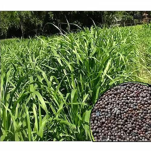Premium%20quality%20nepier%20grass%20seeds%20/%20hybrid%20seeds%206000+%20pis%20-%20Image%203