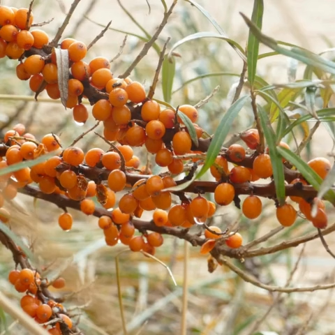 100% Pure/Premium Sea Buckthorn Berries/Hunza seabuckthorn Berries/Organic Dried Sea Buckthorn Berries | Pure Gilgit Baltistan Superfood 1KG/500G200G/100G/50G