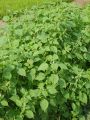 Silam ( Perrila ) Seeds 250 gm. 