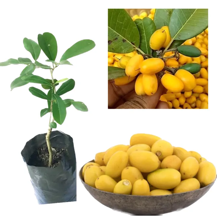 Palu%20grafted%20plant%20badda%20palu%20pala%20-%20Image%209