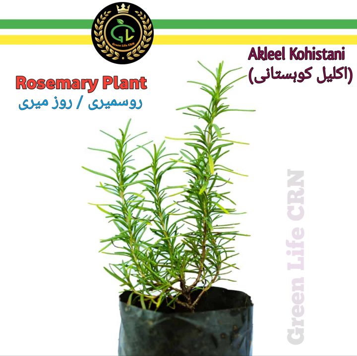 aquarium silk plants BiOrb Silk Plants (Green)