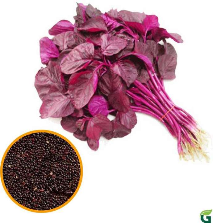 Lal%20Shak%20Red%20amaranth/%20%E0%A6%B2%E0%A6%BE%E0%A6%B2-%E0%A6%B6%E0%A6%BE%E0%A6%95%20%20/-20gm%20seeds%20Intact%20packet%20-%20Image%205