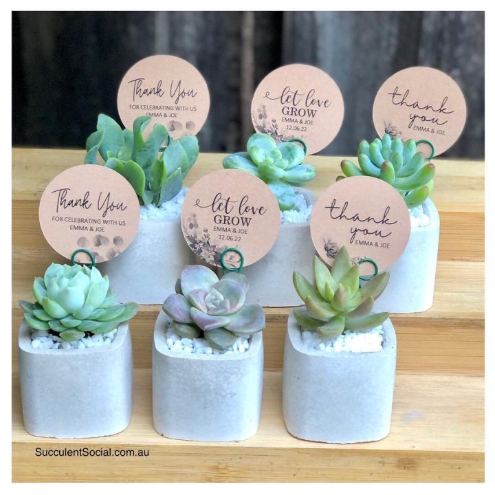 Mini%20cactus%20vase%20for%20home%20decor%20also%20plantable%20or%20other%20useable(without%20plant)%20-%20Image%202