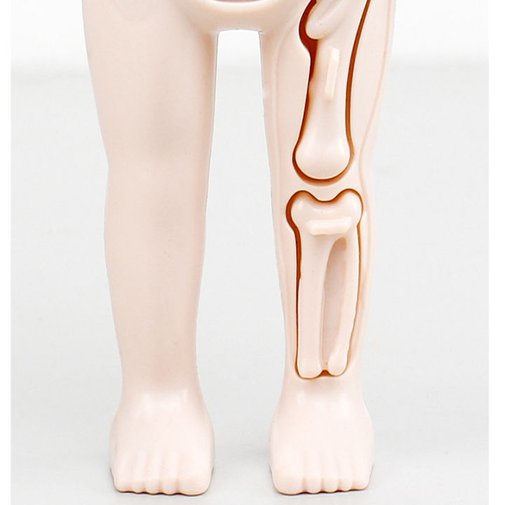 Kid Montessori 3D Puzzle Human Body Anatomy Model Educational Learning ...