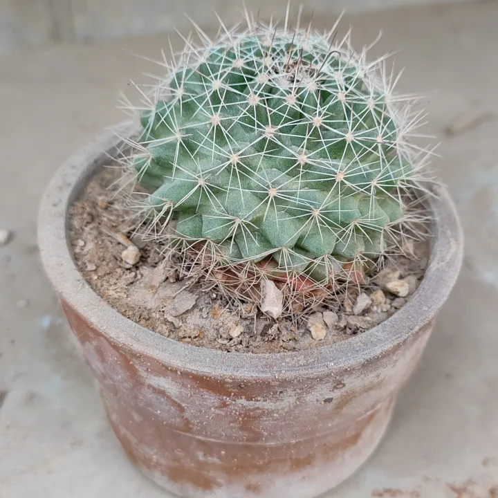 Plants%20Small%20Live%20Plants%20-%20Image%202