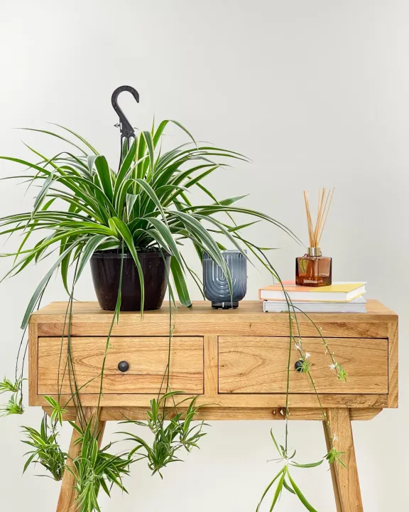 Spider%20plant%20(%20Indoor%20plant%20)%20-%20Image%203