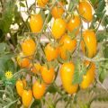 Thai Cherry Tomato Yellow - 20 PCS Seeds F1 Hybrid.