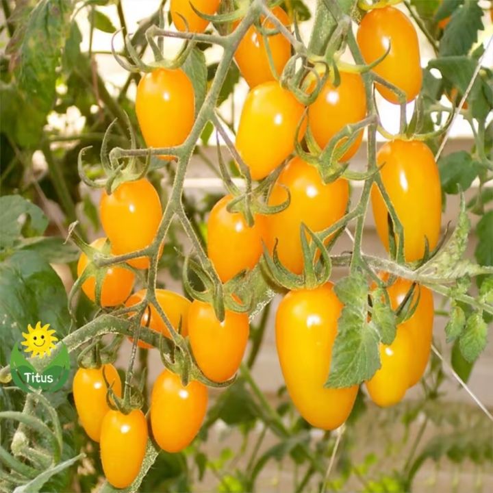 Thai%20Cherry%20Tomato%20Yellow%20-%2020%20PCS%20Seeds%20F1%20Hybrid%20-%20Image%202