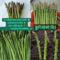 🌿 50–60 Pcs Premium Kurilo Seeds | 100% Natural Asparagus Seeds for Healthy Growth & Herbal Benefits. 