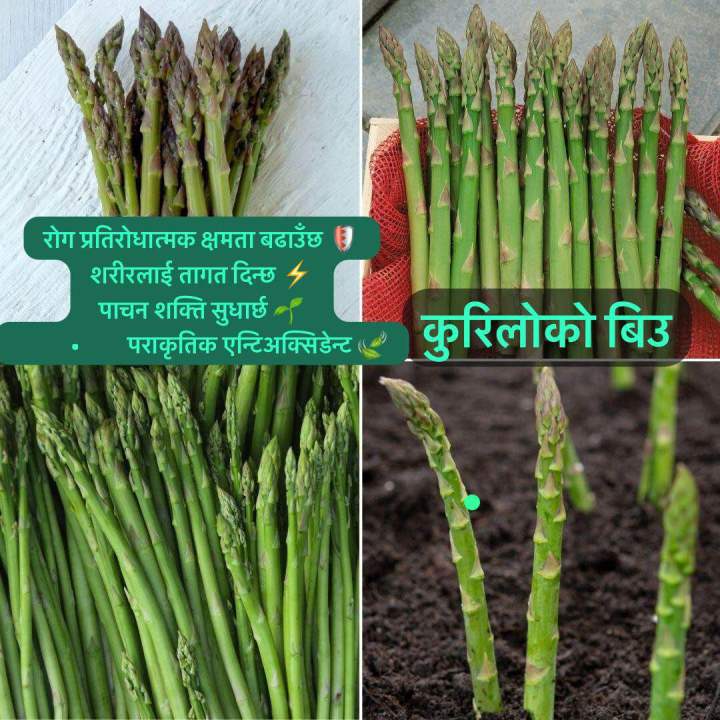 %F0%9F%8C%BF%2050%E2%80%9360%20Pcs%20Premium%20Kurilo%20Seeds%20%7C%20100%25%20Natural%20Asparagus%20Seeds%20for%20Healthy%20Growth%20&%20Herbal%20Benefits%20-%20Image%203
