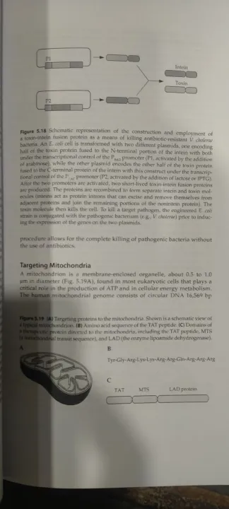 Molecular%20Biotechnology%20principles%20and%20applications%20of%20Recombinant%20DNA%20-%20Image%205