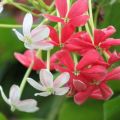 Rangoon Creeper / Jhumka Bail / Sehra Bail Live Plant. 