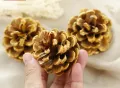 Christmas decoration pine cones dry pine cones. 