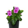 Vinca Pink / Sada Bahar Pink Live Plant. 