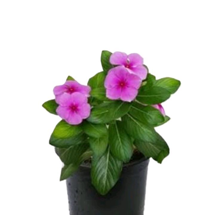 Vinca Pink / Sada Bahar Pink Live Plant