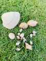 Sea shells with pearls for art and craft. 
