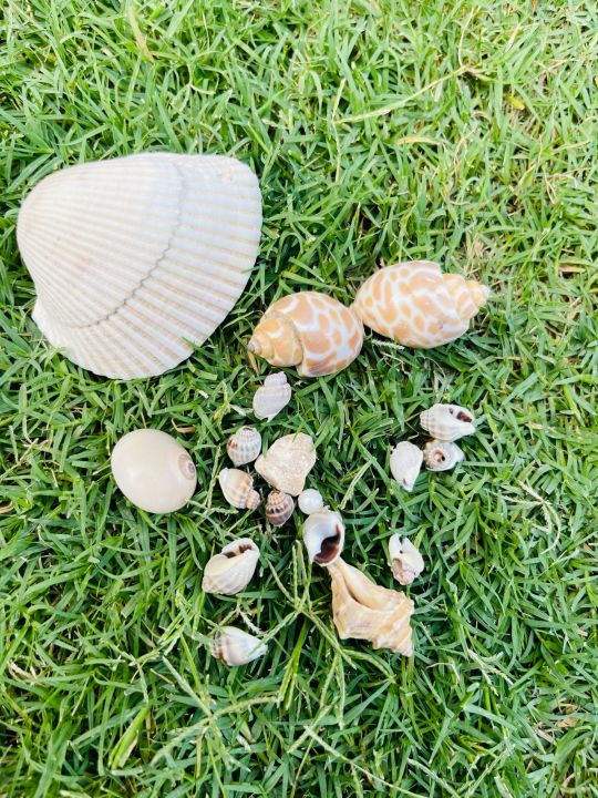 Sea shells with pearls for art and craft