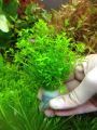 Aqua Plant World - Pearl Weed (Hemianthus Micranthemoides) - Live Aquatic Fast Growing Plant - 10 stems. 