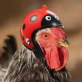 Farm Pet Chicken Helmet Sun Rain Protection Cute Hat for Hens Outdoor Henhouse Protective Gear Fighting Cock Funny.